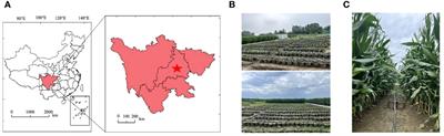 Estimation of soybean yield based on high-throughput phenotyping and machine learning